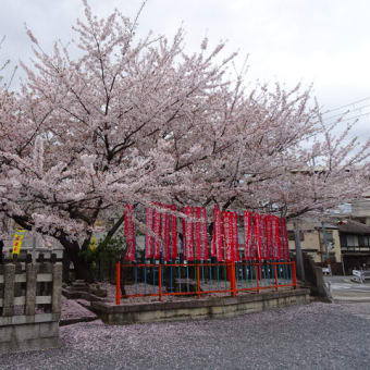 ２０２４年・京都霊場魔所の桜（後編）　＠　京都妖怪探訪（８８４）