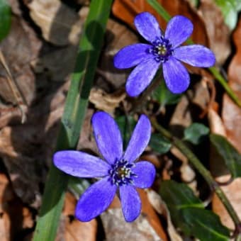 山形のとある山で濃色の雪割草を（2025年4月10日）