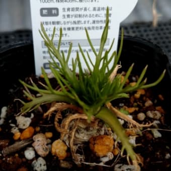 わさびだいこん植え付け   2021/03/12