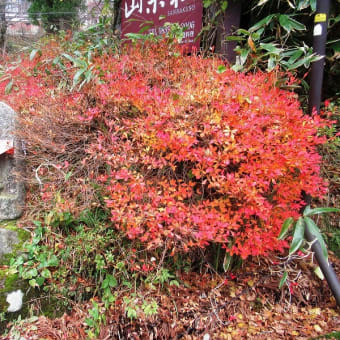 霧氷の大山を歩く　2019年11月26日　その5