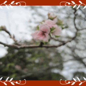 山桜