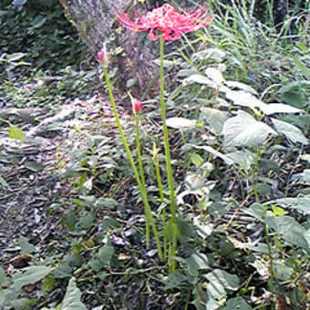 ヒラタポイントの曼珠沙華