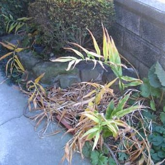 茗荷シリーズ