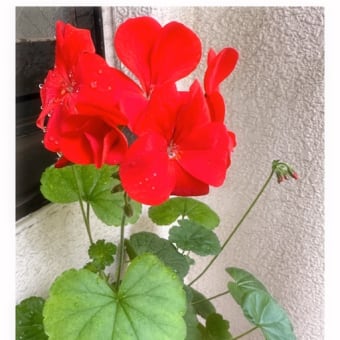 ５月末の庭仕事🌱 一番花、花殻つみ