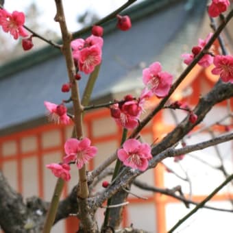 京都北野天満宮　梅の花便り７