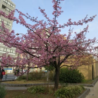 錦糸公園☆河津桜2020