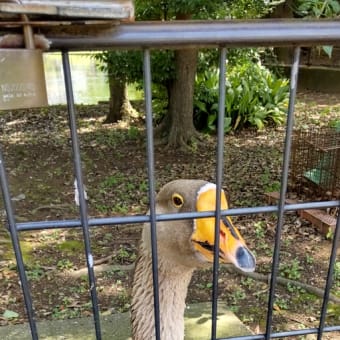 可愛い、ガチョウの、がっちゃん