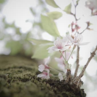葉桜