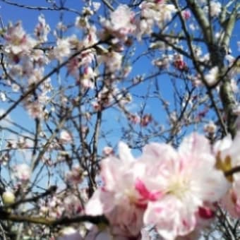 写真（桜、ミツバツツジ、花桃、スノーフレーク、キブシ） 