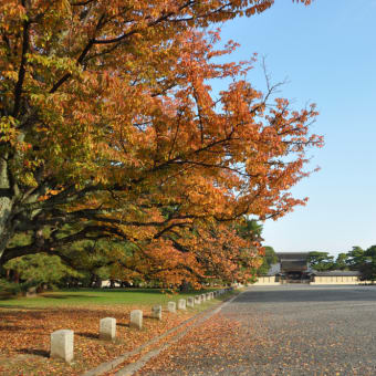 京都御苑を散策しました