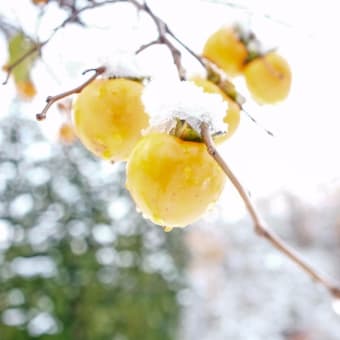 【今日の湯沢】里に初雪が降りました。秋色の忘れ物とともに、白い世界をお届けします。