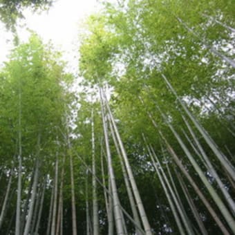 谷瀬のつり橋と那智黒ツー