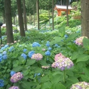 三室戸寺　（２）