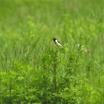 ノビタキ幼鳥撮影実習の巻