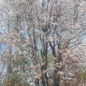 朝に匂う山桜花