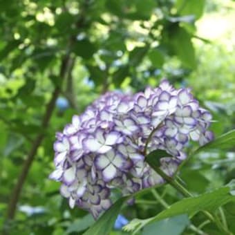 明月院　紫陽花がきれいです。