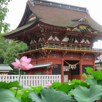 伊賀八幡宮ハスの花