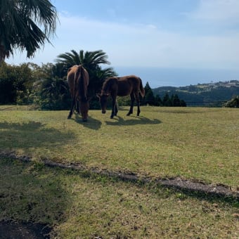 20191103 今日の目的地は都井岬