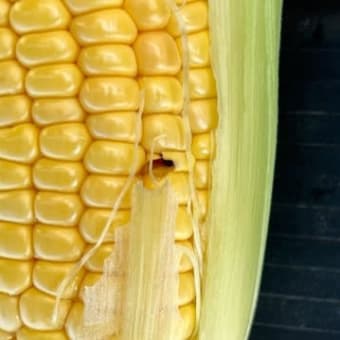 害虫が活発に