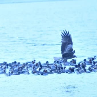 野生のアザラシ