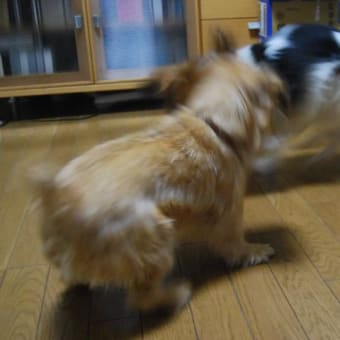 新入り保護犬