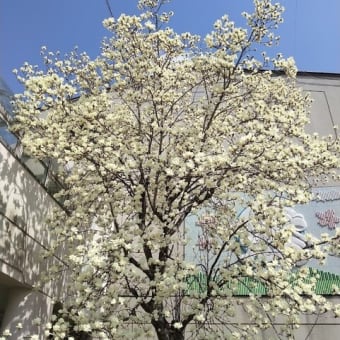 発議案「厚生年金への地方議員の加入を求める意見書」に反対しました
