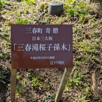 葛西・総合レクリエーション公園　枝垂れ桜・ソメイヨシノ等