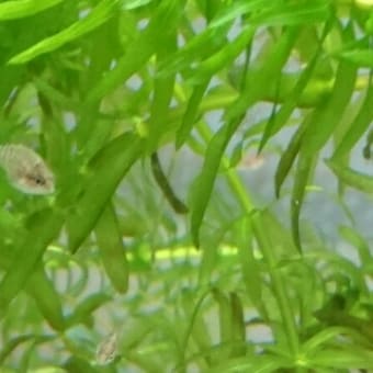 我が家の飼育魚(仔ニラミ)