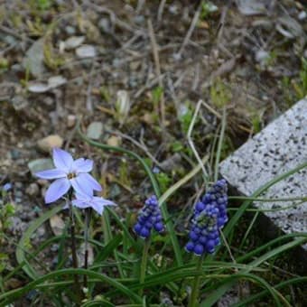 備蓄米放出の効果なし。