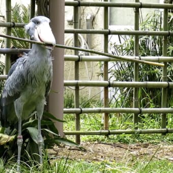 愉快なシュシュ・ルタンガ