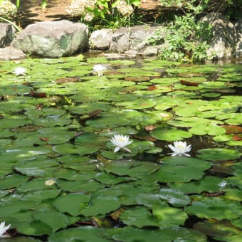 池に咲く、睡蓮