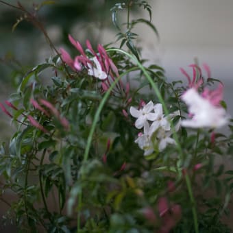 雨があがり、花が咲き始めた