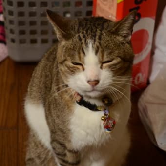 懐かしのチハル君　2012年撮影