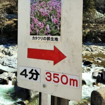香嵐渓で群生のカタクリの花可愛い