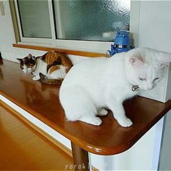 お猫さま