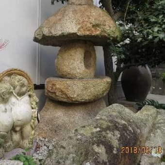 ようやく「彼岸花」の季節