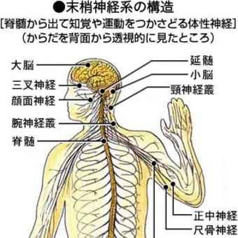 身体を知り・活かす知恵 ー 人体の構造図＜末梢神経＞