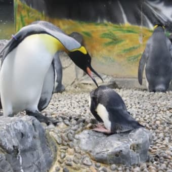 王様ペンギンとイワトビペンギン・奥方様　2