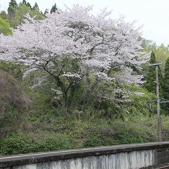 花だより『桜』2024 Vol.Ⅱ♫