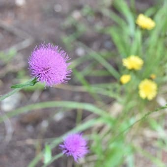 その辺りで咲いてた花写真、、、