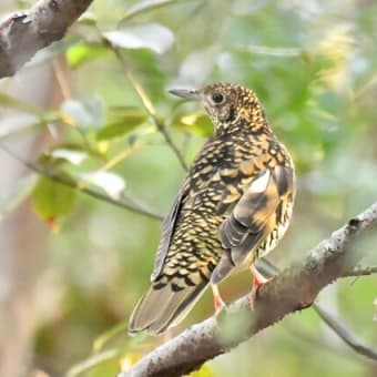 初見の鳥は?