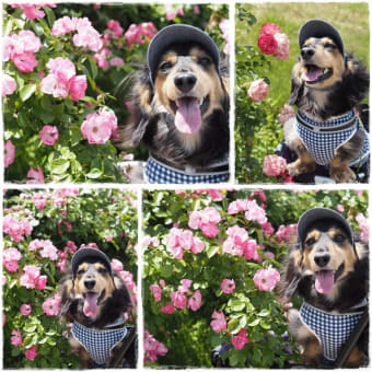 ６月４日～茨城県フラワーパーク・薔薇～