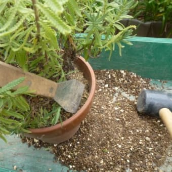 植え替え時の優れもの