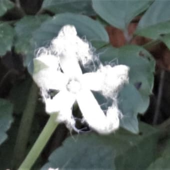 朝のカラスウリの花