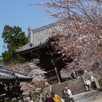 根来寺・粉河寺花見ポタ。