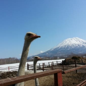 ダチョウさんは外が大好きです