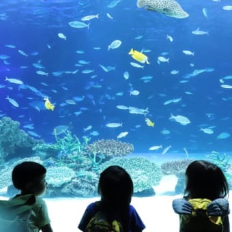 サンシャイン水族館　２歳児遠足