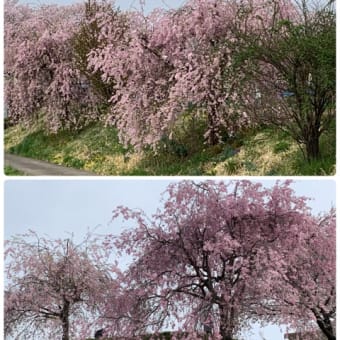 花曇