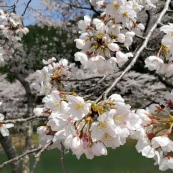 お花見