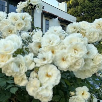 港の見える丘公園の香りの庭